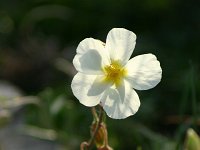 Helianthemum apenninum 5, Saxifraga-Dirk Hilbers