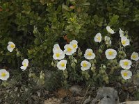 Helianthemum apenninum 9, Saxifraga-Willem van Kruijsbergen