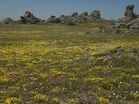 Helianthemum canum 13, Saxifraga-Jan van der Straaten