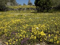 Helianthemum canum 14, Saxifraga-Jan van der Straaten