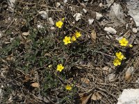 Helianthemum canum 18, Saxifraga-Willem van Kruijsbergen