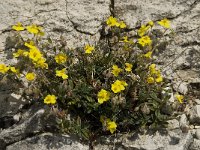 Helianthemum canum 20, Saxifraga-Willem van Kruijsbergen