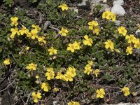 Helianthemum canum 21, Saxifraga-Willem van Kruijsbergen