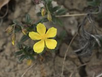 Helianthemum canum 22, Saxifraga-Willem van Kruijsbergen