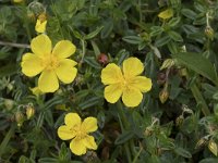 Helianthemum canum 27, Saxifraga-Willem van Kruijsbergen