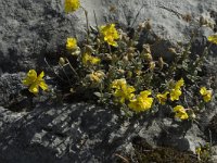 Helianthemum canum 3, Saxifraga-Jan van der Straaten