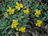 Helianthemum canum 4, Saxifraga-Willem van Kruijsbergen