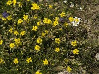 Helianthemum canum 8, Saxifraga-Jan van der Straaten