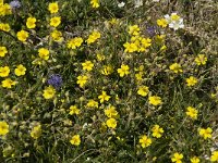 Helianthemum canum ssp canum 10,  Saxifraga-Willem van Kruijsbergen