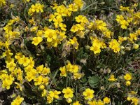 Helianthemum canum ssp canum 7, Saxifraga-Jan van der Straaten