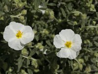 Helianthemum croceum 2, Saxifraga-Jan van der Straaten