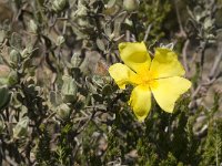 Helianthemum ledifolium 3, Saxifraga-Jan van der Straaten