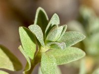 Helianthemum lunulatum