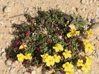 Helianthemum marifolium 7, Saxifraga-Sonja Bouwman  Helianthemum marifolium - Cistaceae familie