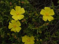 Helianthemum marifolium ssp origanifolium 1, Saxifraga-Jan van der Straaten