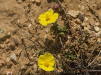 Helianthemum marifolium ssp origanifolium 2, Saxifraga-Jan van der Straaten