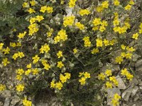 Helianthemum nummularium 1, Geel zonneroosje, Saxifraga-Jan van der Straaten