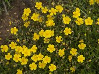 Helianthemum nummularium 27, Geel zonneroosje, Saxifraga-Jan van der Straaten