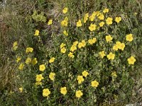 Helianthemum nummularium 33, Geel zonneroosje, Saxifraga-Willem van Kruijsbergen