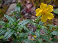 Helianthemum nummularium 44, Geel zonneroosje, Saxifraga-Ed Stikvoort