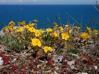 Helianthemum nummularium 46, Geel zonneroosje, Saxifraga-Ed Stikvoort