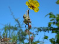 Helianthemum nummularium 48, Geel zonneroosje, Saxifraga-Ed Stikvoort