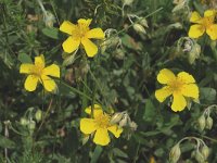 Helianthemum nummularium 6, Geel zonneroosje, Saxifraga-Marijke Verhagen