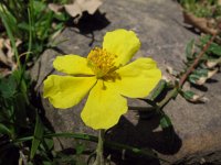 Helianthemum nummularium 7, Geel zonneroosje, Saxifraga-Rutger Barendse