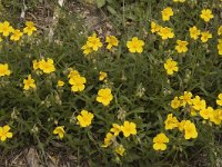 Helianthemum nummularium ssp grandiflorum 11, Saxifraga-Jan van der Straaten