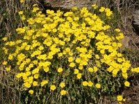 Helianthemum nummularium ssp grandiflorum 39, Saxifraga-Harry Jans