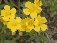 Helianthemum nummularium ssp grandiflorum 9, Saxifraga-Jan van der Straaten