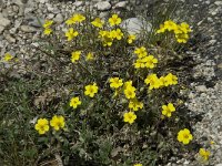 Helianthemum nummularium ssp nummularium 14, Geel zonneroosje, Saxifraga-Willem van Kruijsbergen