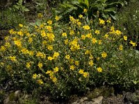 Helianthemum nummularium ssp nummularium 16, Geel zonneroosje, Saxifraga-Willem van Kruijsbergen