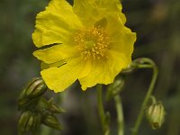 Helianthemum nummularium ssp obscurum 17, Saxifraga-Marijke Verhagen