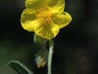 Helianthemum nummularium ssp obscurum 18, Saxifraga-Marijke Verhagen