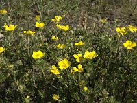 Helianthemum oelandicum 2, Saxifraga-Jan van der Straaten