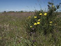 Helianthemum oelandicum 4, Saxifraga-Jan van der Straaten