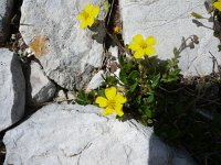 Helianthemum oelandicum ssp alpestre 5, Saxifraga-Jasenka Topic