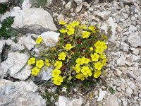 Helianthemum oelandicum ssp alpestre 7, Saxifraga-Jasenka Topic