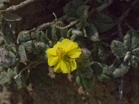 Helianthemum pannosum 3, Saxifraga-Willem van Kruijsbergen