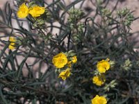 Helianthemum syriacum 2, Saxifraga-Jan van der Straaten