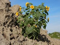 Helianthus annuus 15, Zonnebloem, Saxifraga-Ed Stikvoort