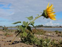 Helianthus annuus 17, Zonnebloem, Saxifraga-Ed Stikvoort