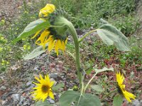 Helianthus annuus 6, Zonnebloem, Saxifraga-Rutger Barendse