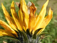 Helianthus annuus 8, Zonnebloem, Saxifraga-Rutger Barendse