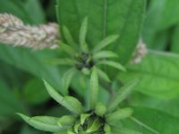 Helianthus decapetalus 2, Saxifraga-Rutger Barendse