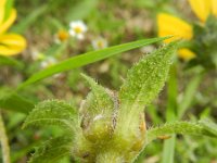 Helianthus petiolaris 3, Saxifraga-Rutger Barendse