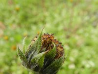 Helianthus petiolaris 5, Saxifraga-Rutger Barendse