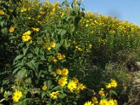 Helianthus tuberosus 10, Aardpeer, Saxifraga-Rutger Barendse