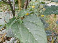 Helianthus tuberosus 14, Aardpeer, Saxifraga-Rutger Barendse